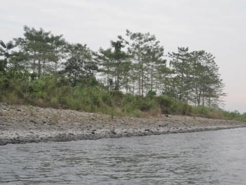 Wild Mahseer