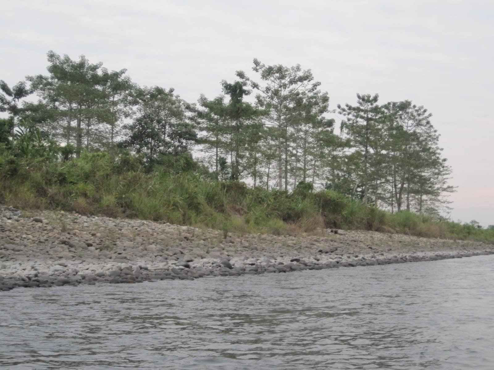 Wild Mahseer