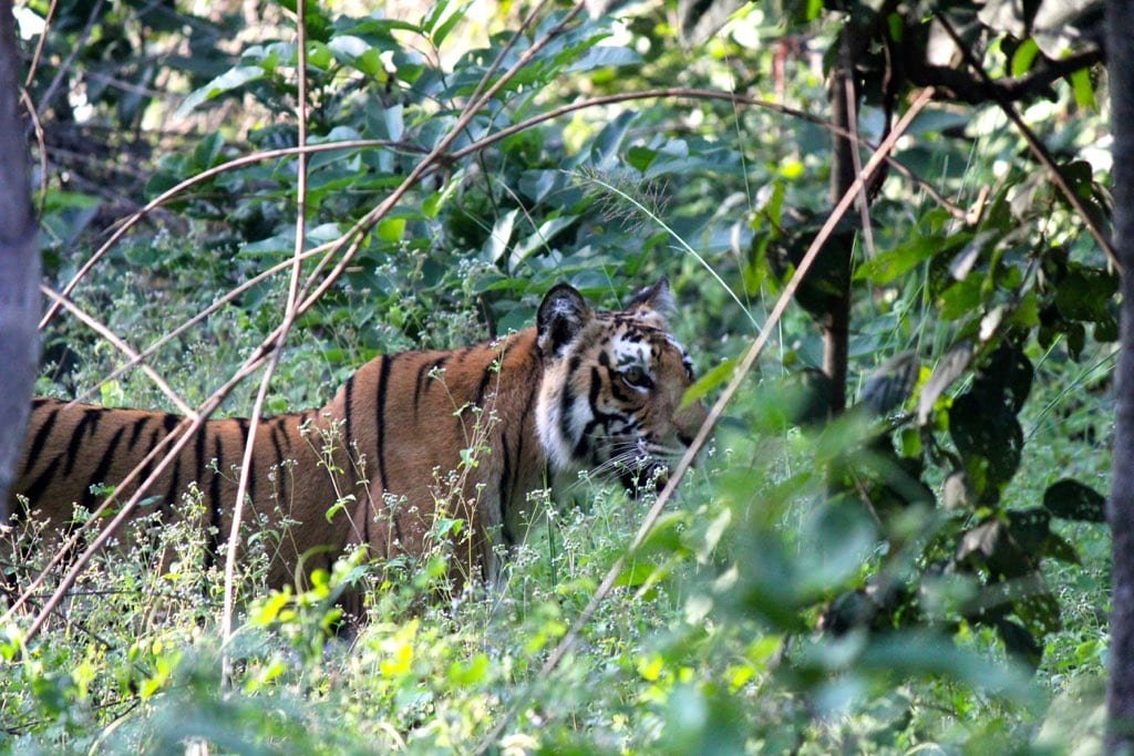 Taj Corbett Resort & Spa, Uttarakhand