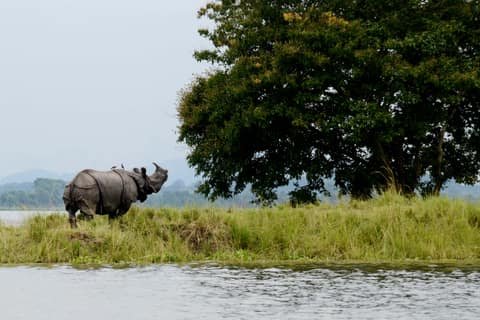 Assam