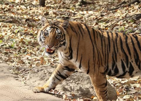 Taj Mahua Kothi, Bandhavgarh National Park