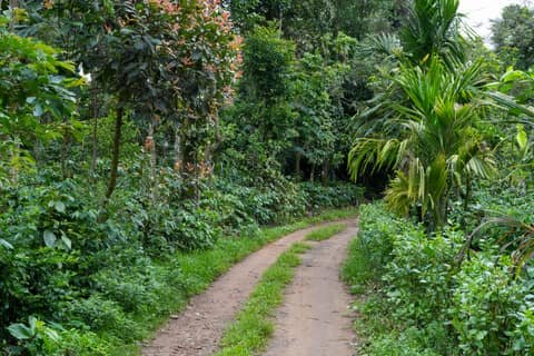 Evolve Back Coorg